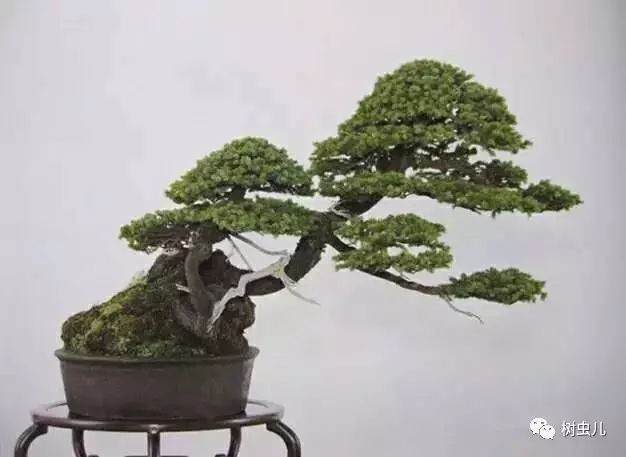 模仿~初学者盆景制作的前提