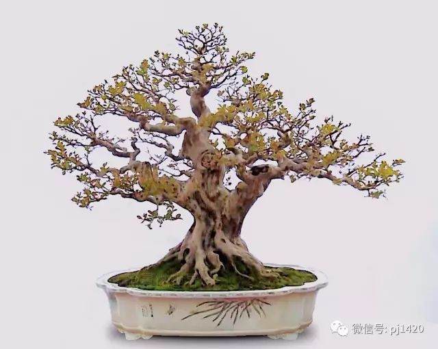 2017年8月 陆丰市甲子镇盆景协会会员作品展