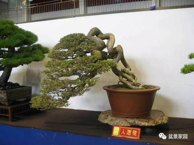 提根盆景轻松玩，用这几招就够了！