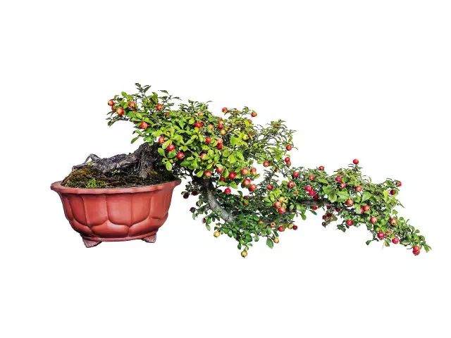 山楂盆景怎么选材制作的3个误区