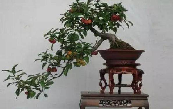 山楂盆景的修剪和上盆养护