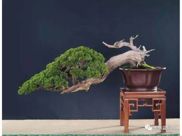 盆景新手入门知识:盆景的基本树形