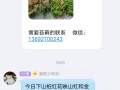 如何理解网络盆景群营销？