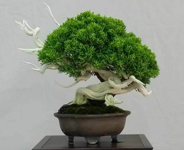 意大利人的中国盆景学堂 带你体验一场激情浪漫的撩蟹