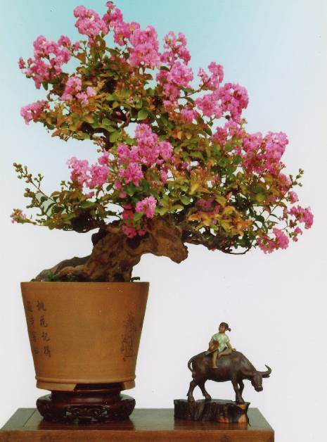 如何让紫薇盆景花开二茬?