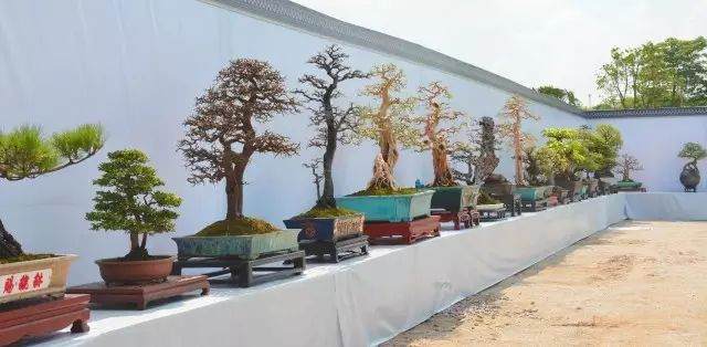 2017广东省盆景协会成立30周年