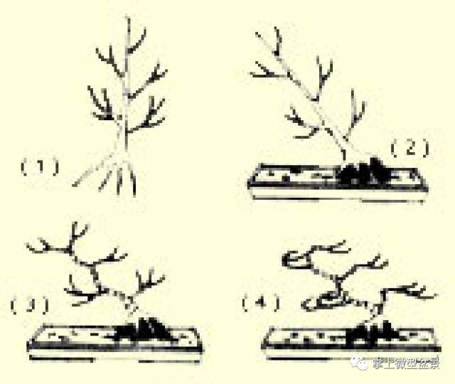 风吹式盆景的制作方法