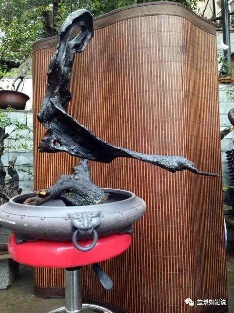 因势利导--盆景中势的把握