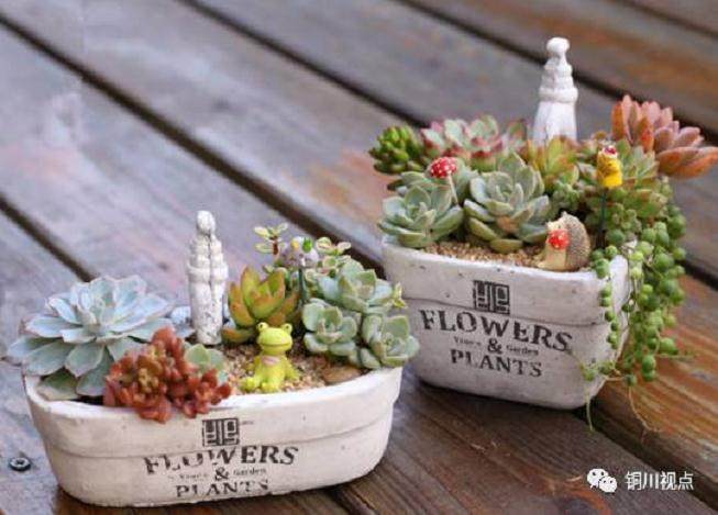 罕见的多肉盆景 将要亮相铜川!