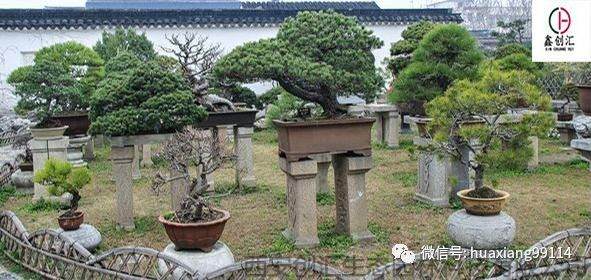 简析影响花卉盆景嫁接成败的因素