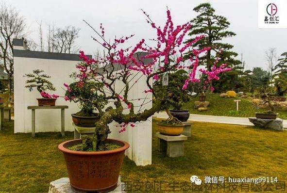 简析影响花卉盆景嫁接成败的因素