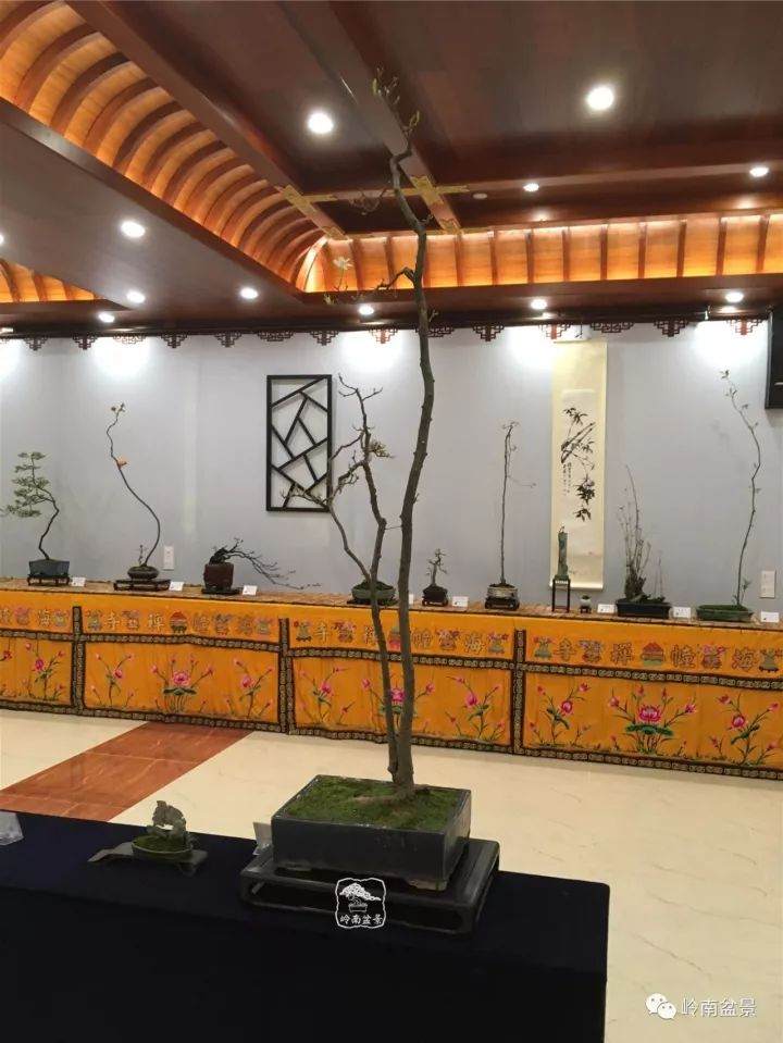 说到岭南素仁格盆景艺术，您一定要知道广州海幢寺