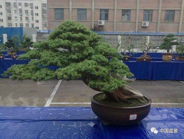 郑州老干部盆景展部分作品欣赏