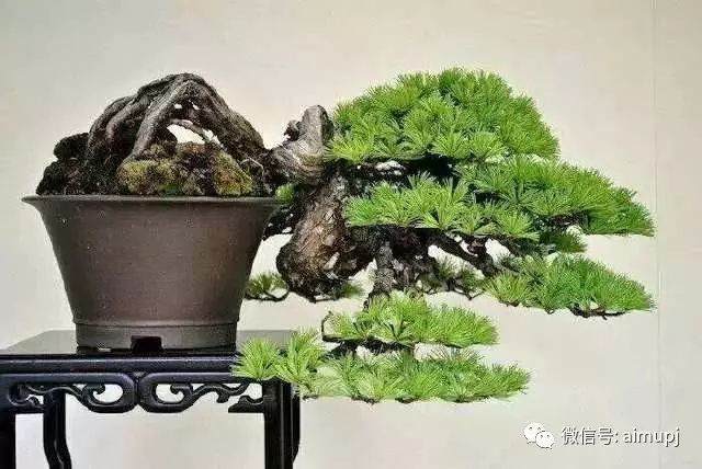 女性盆景家梁悦美教导盆景制作的要领