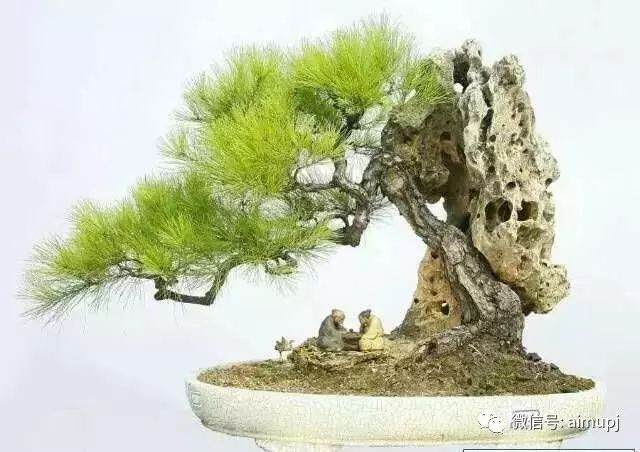 女性盆景家梁悦美教导盆景制作的要领