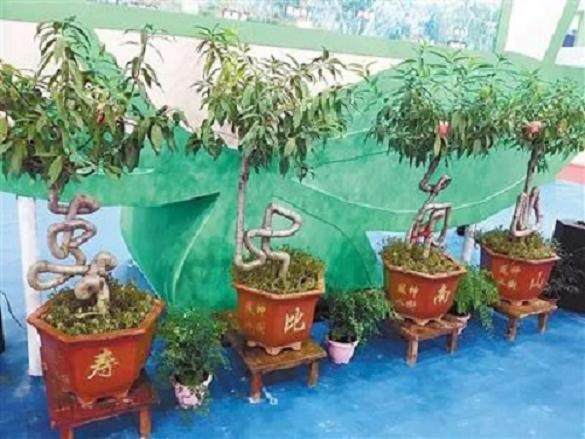 树干草书文化盆景惊艳农交会