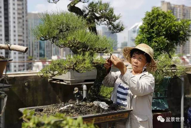 首位女性“岭南盆景大师”谭红女作品清赏