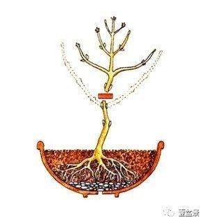盆景修剪最基本的原理 这些你要懂