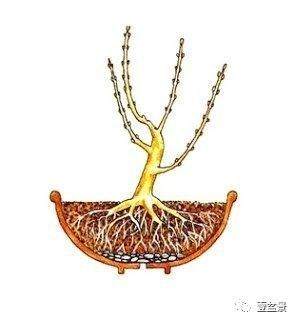 盆景修剪最基本的原理 这些你要懂