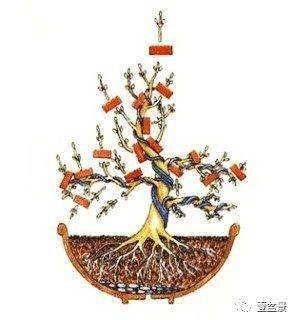 盆景修剪最基本的原理 这些你要懂
