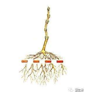 盆景修剪最基本的原理 这些你要懂