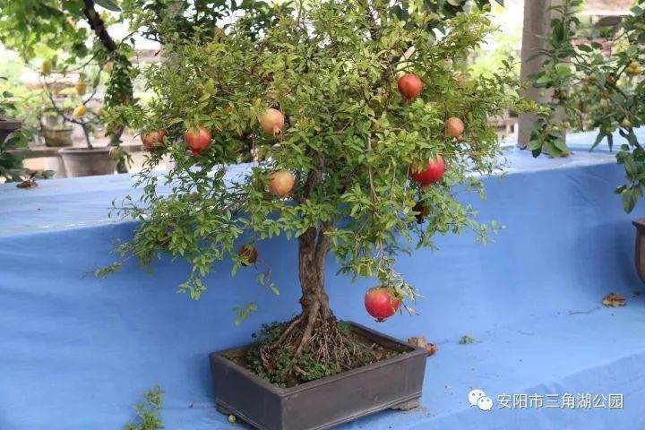 安阳市第七届金秋果树盆景展开展