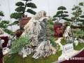 第四届中国风盆景展在如皋盛大开幕