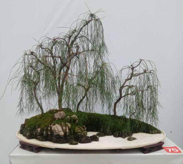 沭阳盆景展 湖北钟祥李自强盆友的现场报道