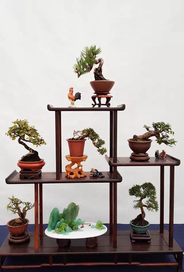 爱上如皋 从第四届中国风盆景展开始