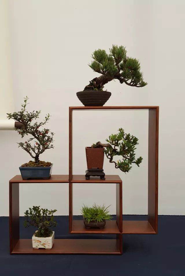 爱上如皋 从第四届中国风盆景展开始