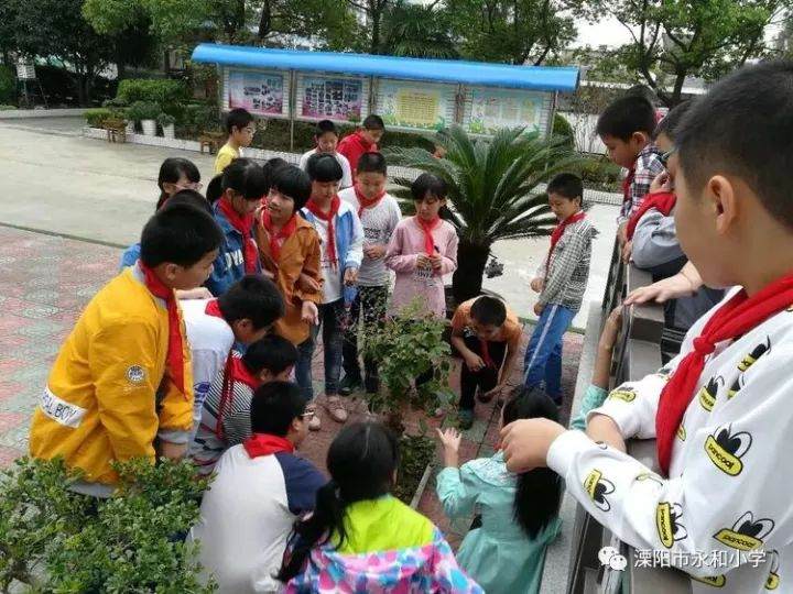 我给盆景起名字——永和小学特色活动第二波