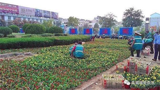 禹城城管执法局悬挂国旗、栽植盆景喜迎两节