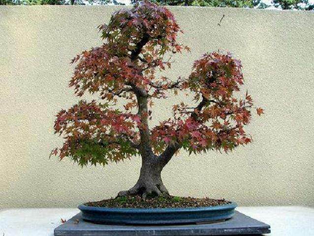 2017山东省盆景精品淄博邀请展