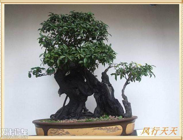 太原市第九届盆景艺术节即将拉开帷幕