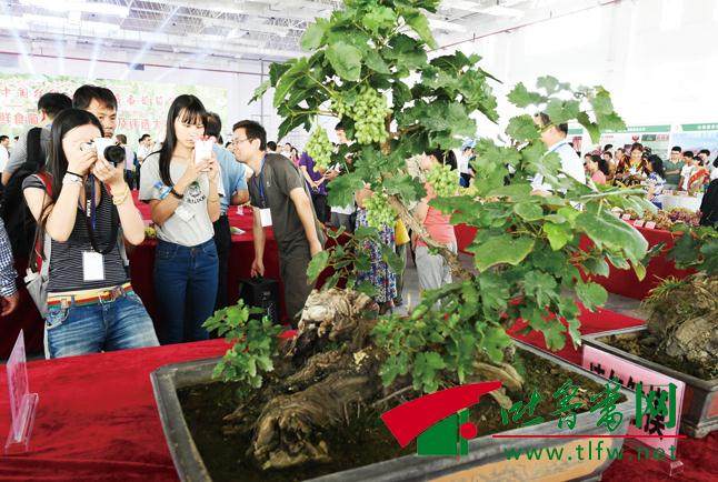 青岛平度葡萄盆景利润高 年收入可达30万元