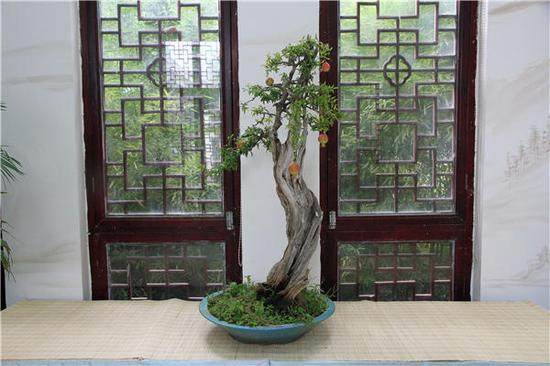 郑州市碧沙岗公园承办第四届盆景展