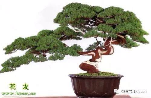 真柏盆景修剪方法及注意事项