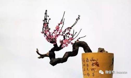 七中梅花盆景介绍