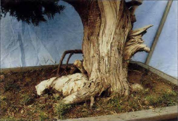 盆景造型中的重要环节“调相”