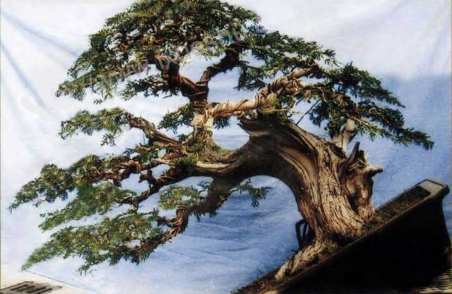 盆景造型中的重要环节“调相”