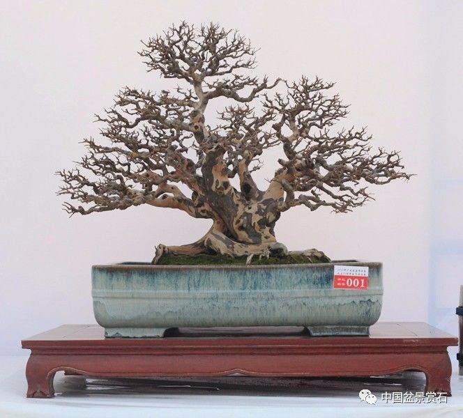 2017广东盆景协会成立30周年会员作品展