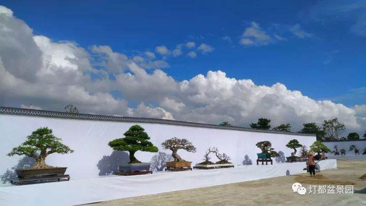 广东盆景协会成立30周年会员作品展圆满开幕