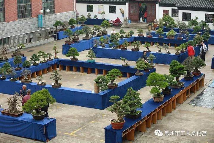常州盆景精品展将于2017年10月1日隆重开幕