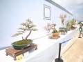 广东盆景协会举办30周年作品展