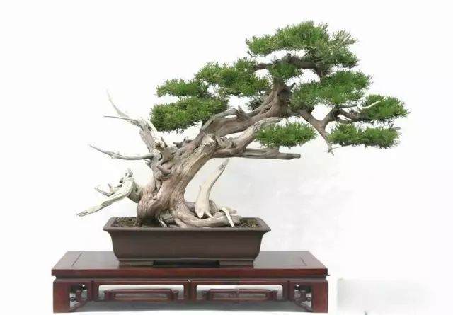 盆景技艺之——布枝