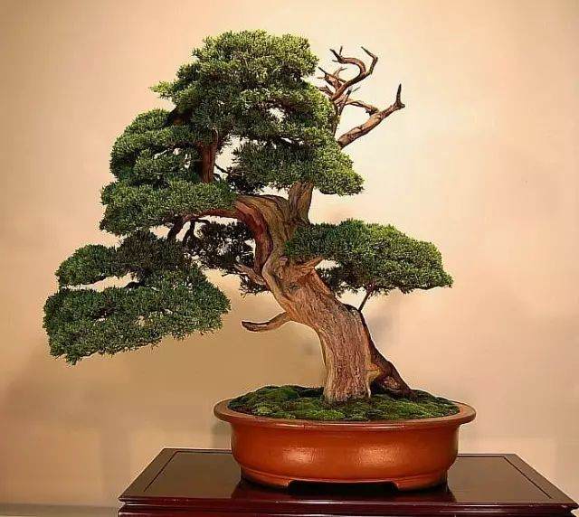 盆景技艺之——布枝