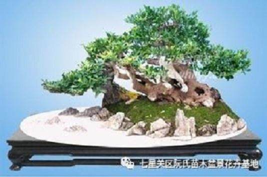 对节白蜡丛林式盆景的制作手法