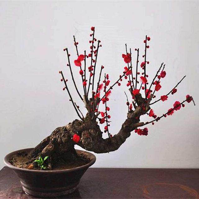 屏南县首届花卉盆景展征集参展作品