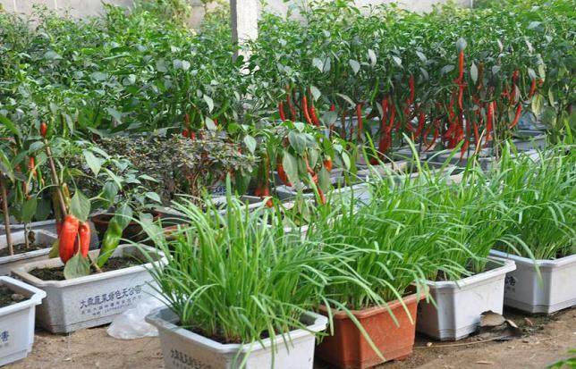 7种蔬菜盆栽的盆栽技术