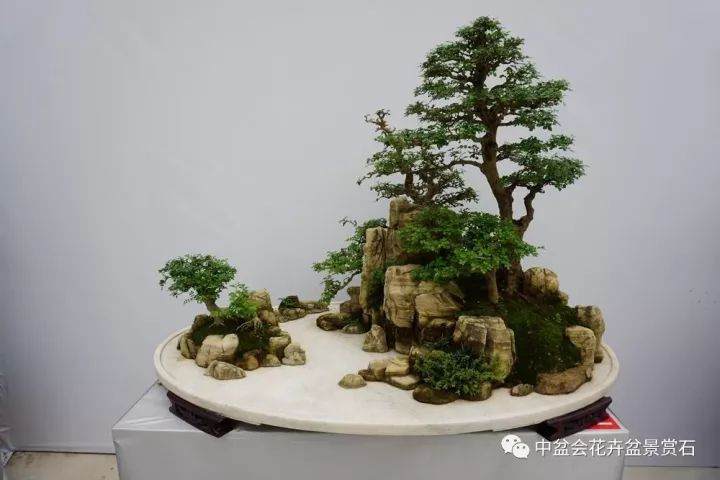 第五届中国 · 沭阳花木节盆景篇